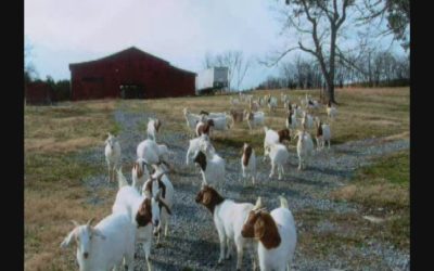 The Land and the Legacy – Memories and Music on the McDonald Craig Farm