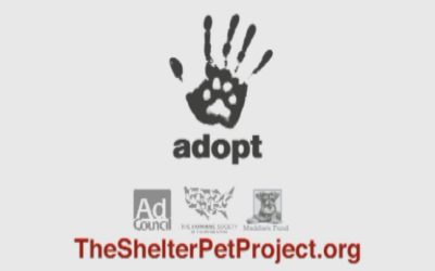 PSA Shelter Pet Adoption – Garfield