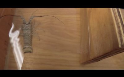 NSF – Dying Lobsters