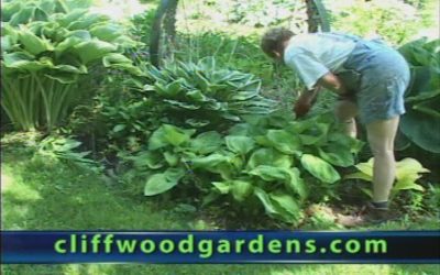Garden Thyme – show III Hosta Plants