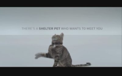 00:15 Shelter Pet Adoption – Stetson