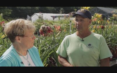 Garden Thyme – show 8 Odonals Nursery