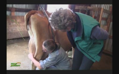 Milking “Buttercup” the Cow