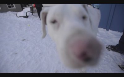 Portland Press Herald Video – Adoption Dogs