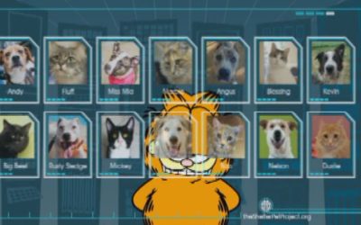 PSA Shelter Pet Adoption – Garfield