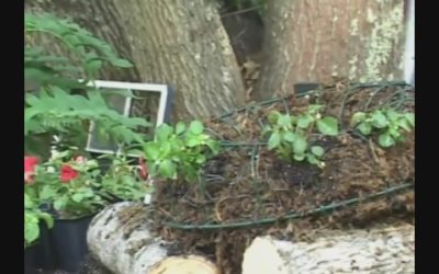 Garden Thyme – Sphagnum Moss Wreath
