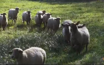 Josiah Pierce Sheep Farmer