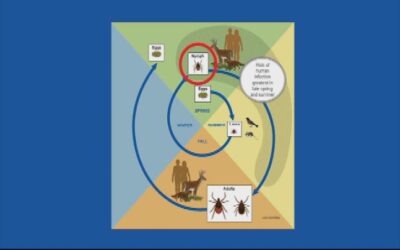 PSA – Maine CDC Tick Identification