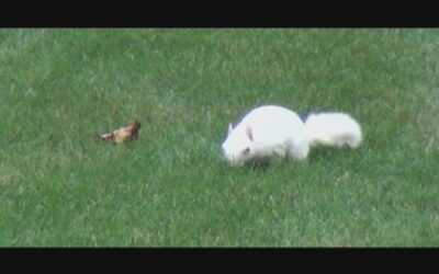 07:28 White Squirrel Search